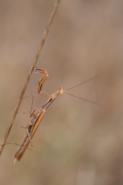 Louva-a-deus na biodiversidade de grama seca e cuidados com o ecossistema