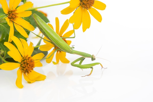 Louva-a-deus verde senta-se em uma flor amarela em uma natureza e zoologia de predador de insetos de fundo branco