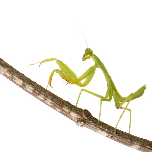 Louva-Deus - Mantis religiosa isolado