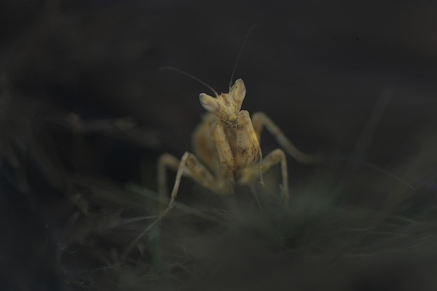 Louva-deus pequeno na natureza