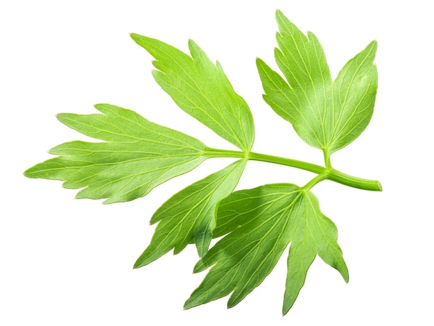 Lovage leaf l officinale caminos arriba