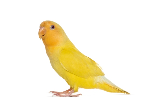 Foto lovebird amarelo isolado em branco