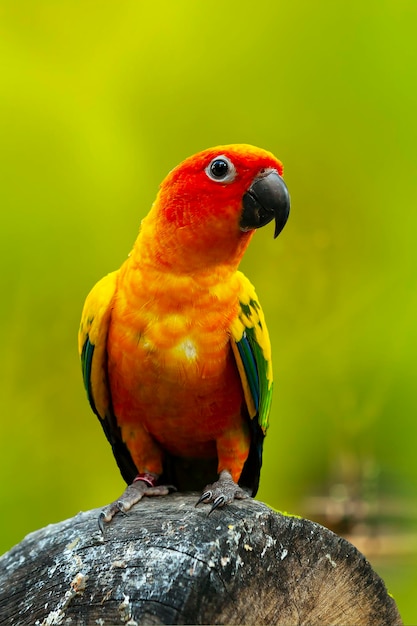 Lovebird é o nome comum para o gênero Agapornis