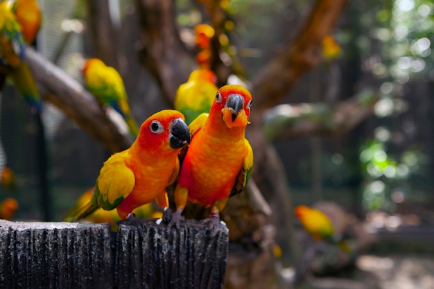 Lovebird es el nombre común del género Agapornis, un pequeño grupo de loros en el loro del Viejo Mundo.