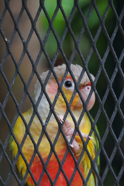 Foto lovebird im käfig