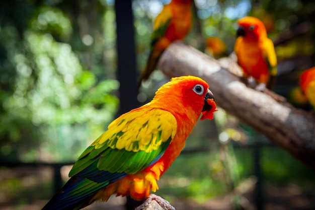 Lovebird ist der gebräuchliche Name für die Gattung Agapornis