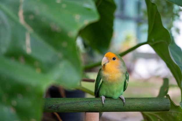 Lovebird-Nahaufnahmepapagei mit Unschärfehintergrund