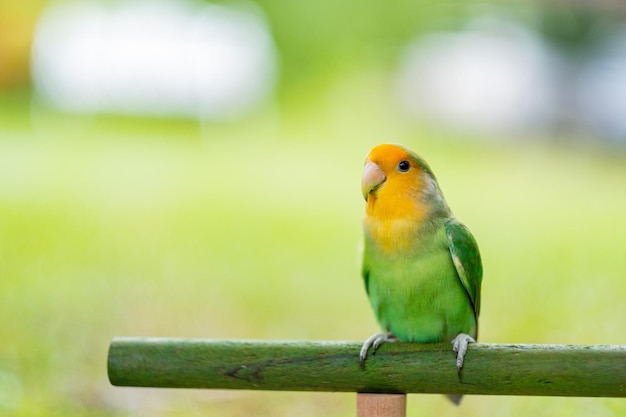 Lovebird-Nahaufnahmepapagei mit Unschärfehintergrund