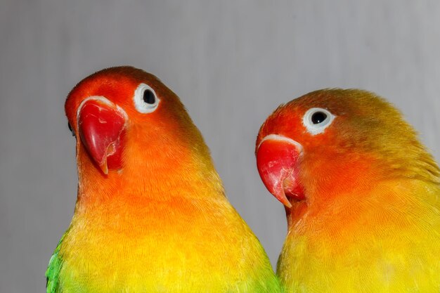 Foto lovebird paar sitzt auf einem zweig