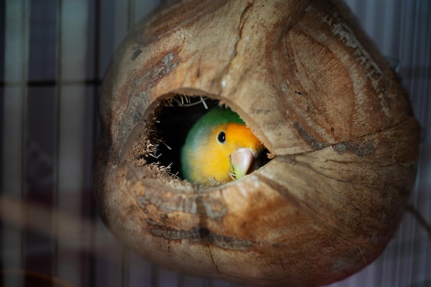 Lovebird-Papagei, der in der Kokosnuss liegt