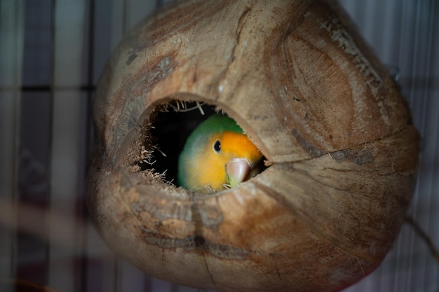 Lovebird-Papagei, der in der Kokosnuss liegt