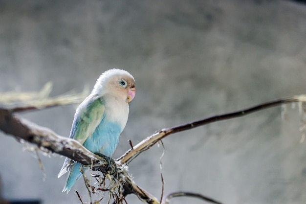 Lovebird sitzt auf einem Zweig