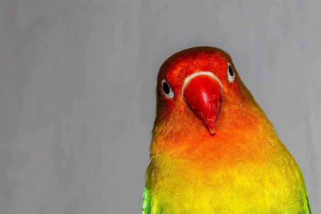 Foto lovebird sitzt auf einem zweig