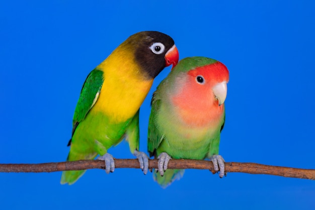 Lovebirds auf einem Ast