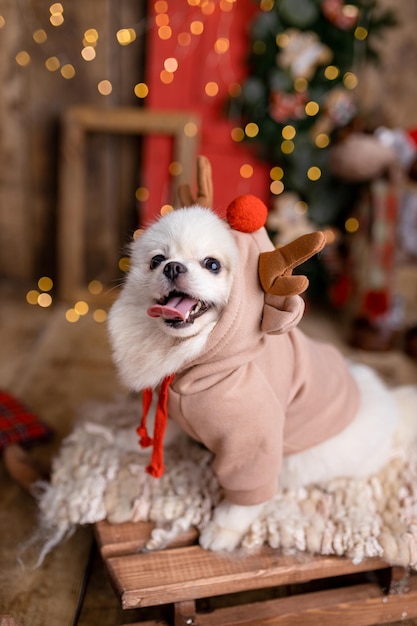 Lovely Pomeranian Spitz cão vestido com um traje de Natal engraçado na atmosfera de Ano Novo
