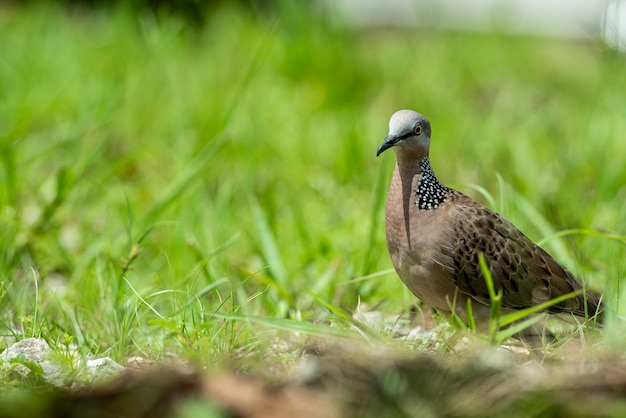 Foto lovelyspotted taube oder spilopelia chinensis oder perlhals auf grünem land