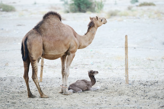 Foto loving camel mother and baby