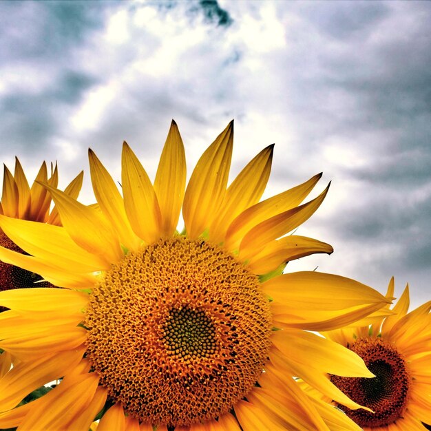 Low-Angle-Ansicht einer Sonnenblume