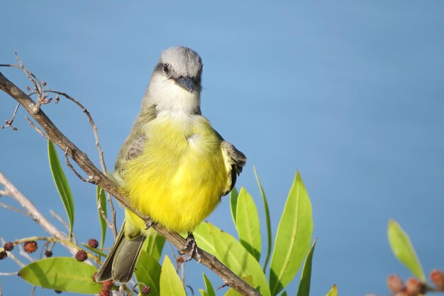 Foto low-angle-aufnahme eines königsvögels, der auf einem baum gegen einen klaren himmel sitzt