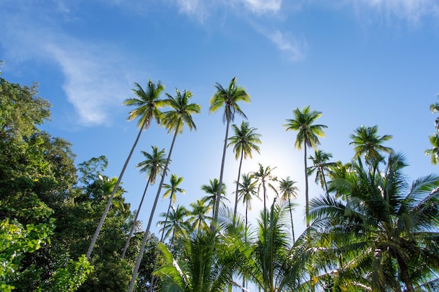 Low Angle Shot der wunderschönen Palmen unter dem blauen Himmel, aufgenommen in Raja Ampat, Insel Kri