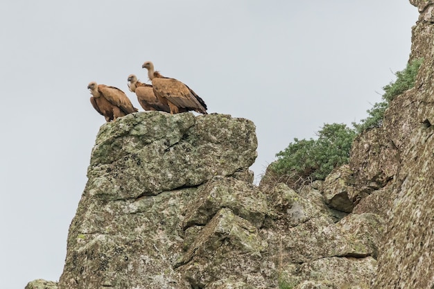 Low Angle Shot eines Gänsegeiers im Nationalpark Monfrague in Spanien