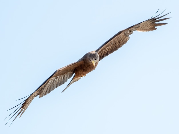 Low Angle Shot eines Gelbschnabeldrachens unter dem Sonnenlicht tagsüber