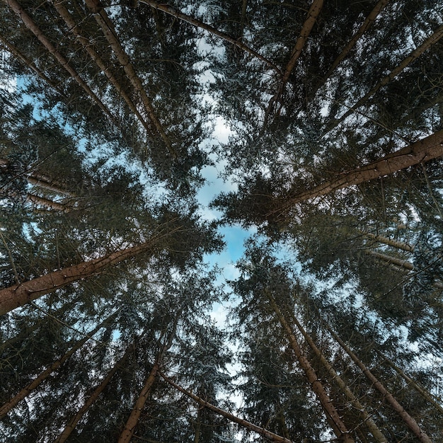 Low Angle Shot von Kiefern in einem Wald gegen den hellblauen Himmel