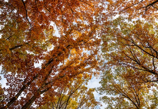 Low Angle View von bunten Herbstbäumen mit grünen und orangefarbenen Blättern, abnehmende Perspektive