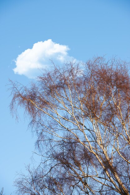 Low Angle View von Herbst Buchen ohne Blätter Blauer Himmel mit Wolken Kopieren Sie Platz in abgelegenen Landschaftswald in Norwegen Waldbaum mit trockenen Fallzweigen oder Zweigen in abgelegener Naturumgebung