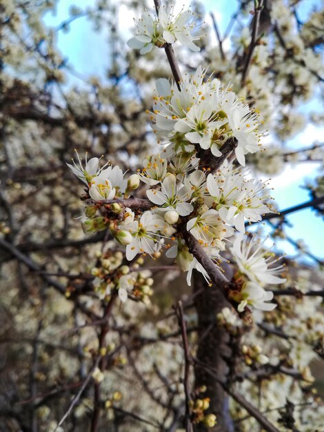 Low Angle View von Kirschblüten gegen Sky