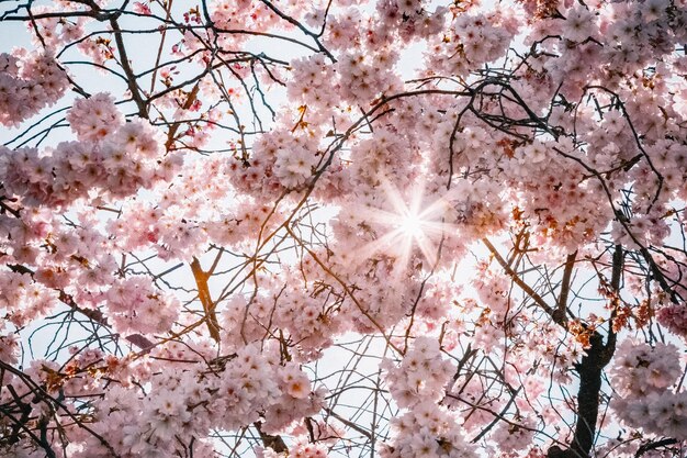 Low Angle View von Kirschblüten gegen Sky