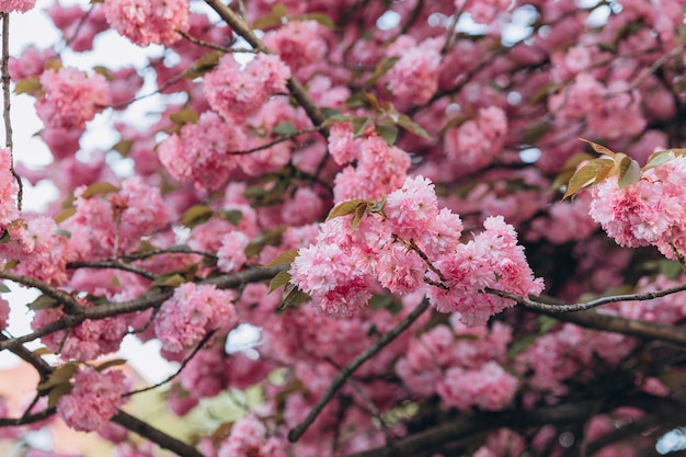 Low Angle View von Kirschblüten gegen Sky