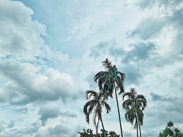 Low Angle View von Kokospalmen gegen bewölkter Himmel