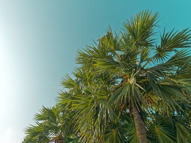 Low Angle View von Palmen gegen blauen Himmel