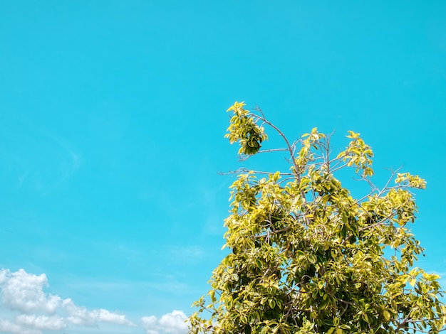 Low Angle View von Ästen und Blättern der Baumkrone gegen blauen Himmel