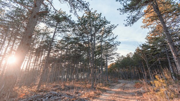 Foto low angle view von waldbäumen