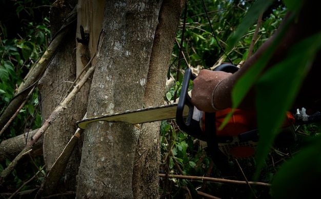 Low Key Bild von Kettensäge, die den Baum schneidet Nahaufnahme der Holzfällersäge Kettensäge in Bewegung Sägemehl fliegen zu den Seiten
