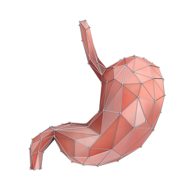 Low Poly Estómago humano Anatomía Órgano interno Representación 3d