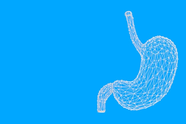 Low Poly Wireframe Style Estómago humano Anatomía Órgano interno Representación 3d