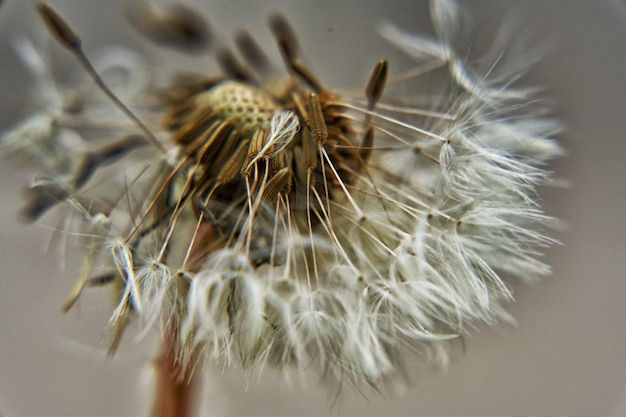 Lowenzahn - macro cloe-up em flor