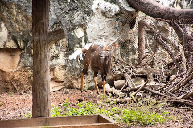 Lowland nyala o Tragelaphus angasii en jaula en un parque público en Bangkok, Tailandia, para los tailandeses y los viajeros extranjeros que caminan y viajan buscando