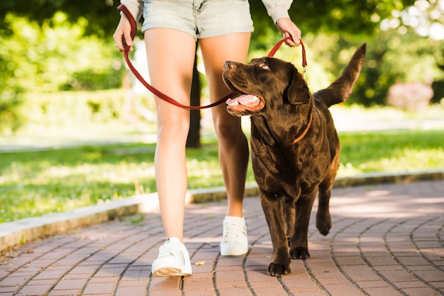 Foto lowsection vista de uma mulher andando com seu cachorro no parque