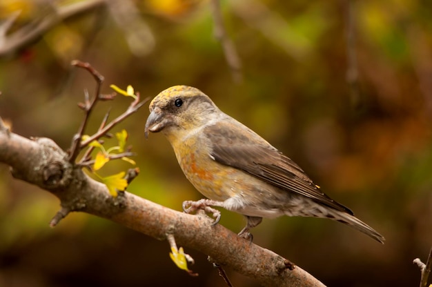 Loxia curvirostra - Der gemeine Kreuzschnabel ist eine Art kleiner Sperlingsvogel aus der Familie der Finken