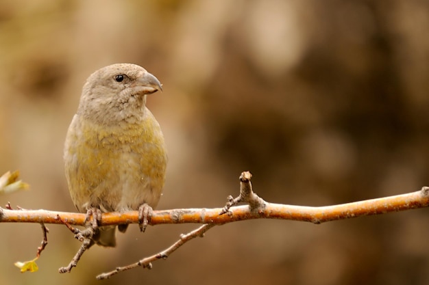 Loxia curvirostra - o crossbill comum é uma espécie de pequeno passeriforme da família dos tentilhões