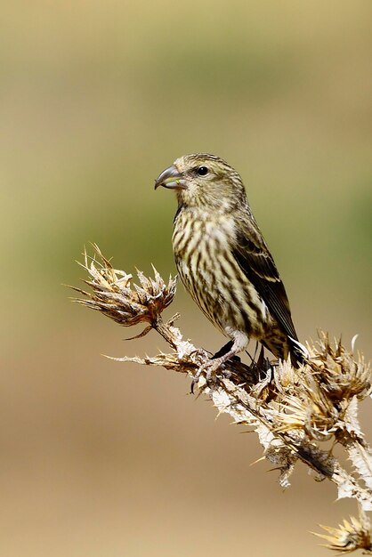 Loxia curvirostra - O crossbill comum é uma espécie de pequeno passeriforme da família dos tentilhões