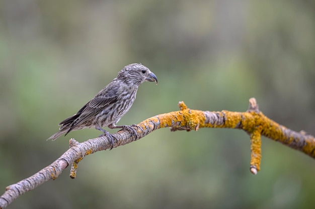 Loxia curvirostra oder gemeiner Kreuzschnabel ist eine Art kleiner Sperlingsvogel aus der Familie der Finken