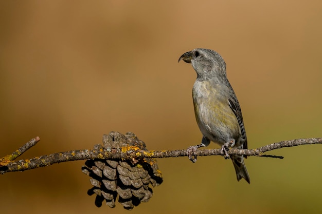 Loxia curvirostra oder gewöhnlicher Kreuzschnabel ist eine Art kleiner Sperlingsvogel aus der Familie der Finken