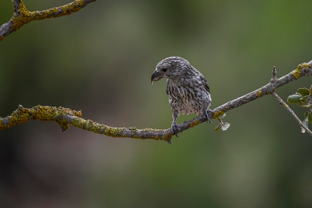 Loxia curvirostra ou crossbill comum é uma espécie de pequeno pássaro passeriforme da família do passarinho