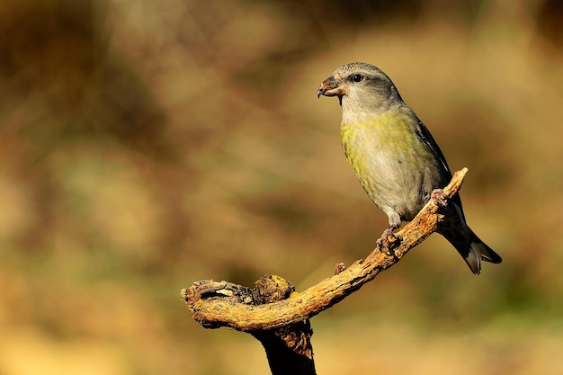 Loxia curvirostra - El piquituerto común es una especie de ave paseriforme pequeña de la familia de los pinzones