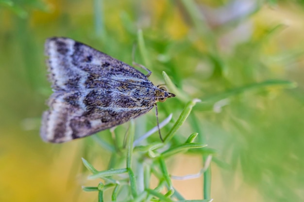 Loxostege sticticalis ist eine Mottenart aus der Familie der Crambidae